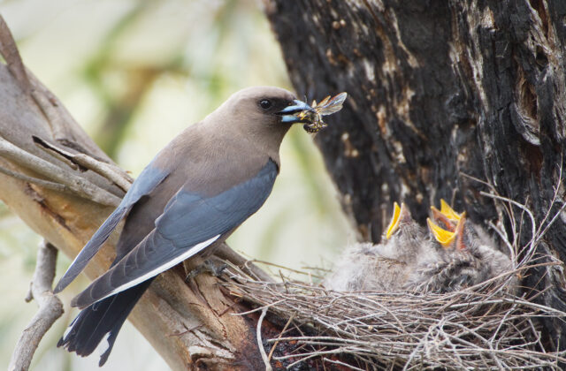 Dusky Woodswallow