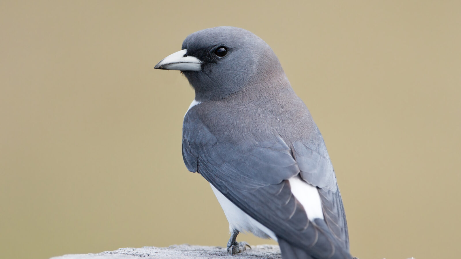 White-breasted Woodswallow