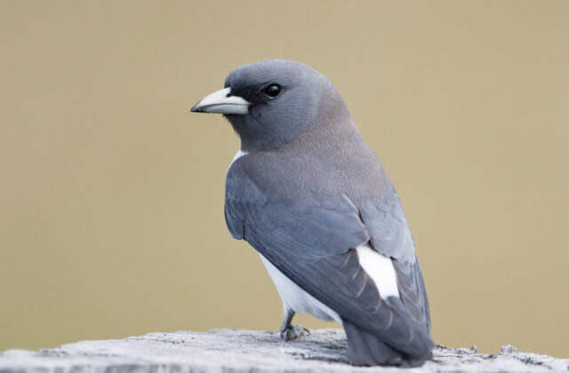 White-breasted Woodswallow