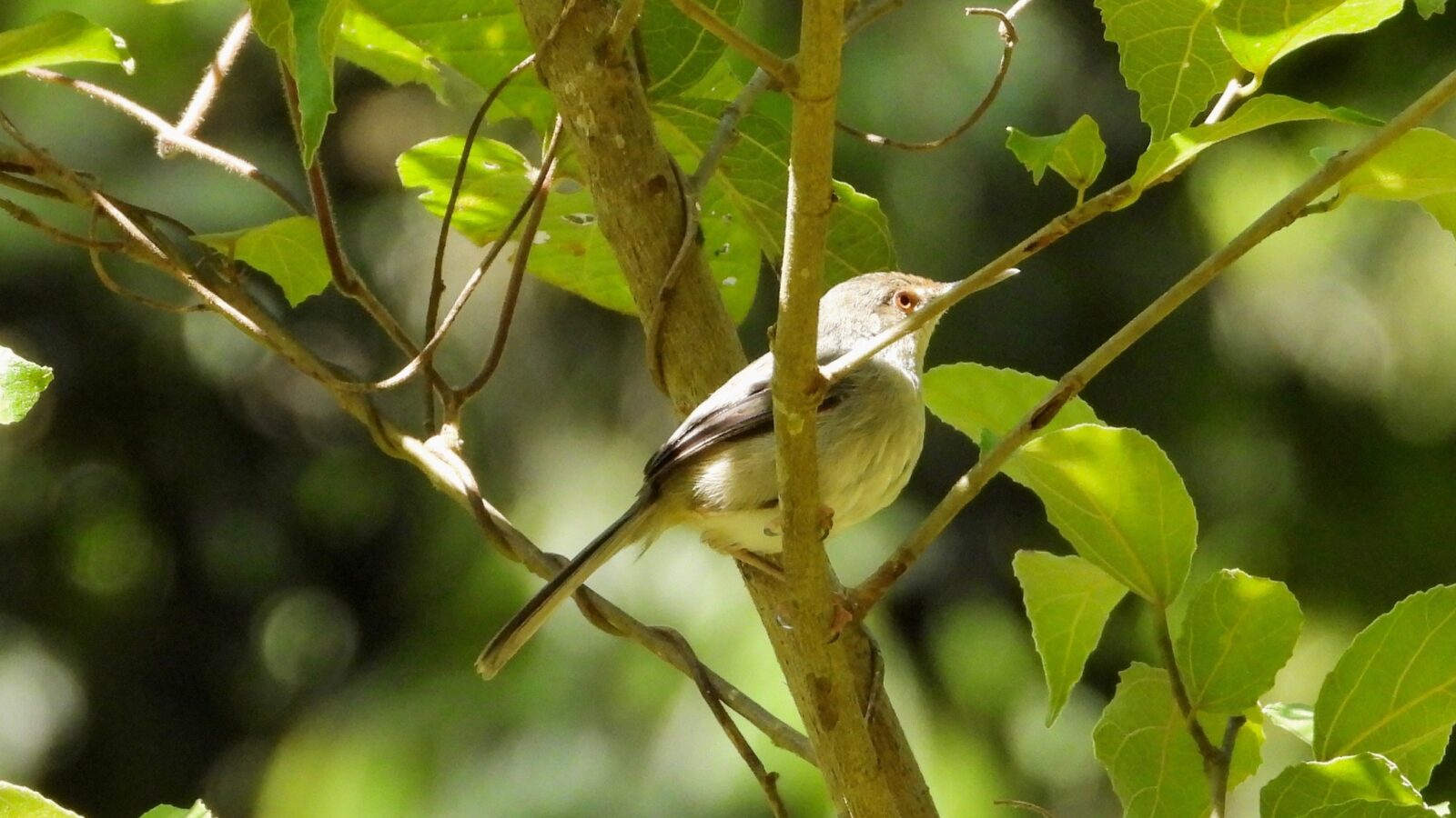 Long-billed Forest Warbler
