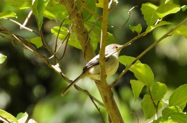 Long-billed Forest Warbler