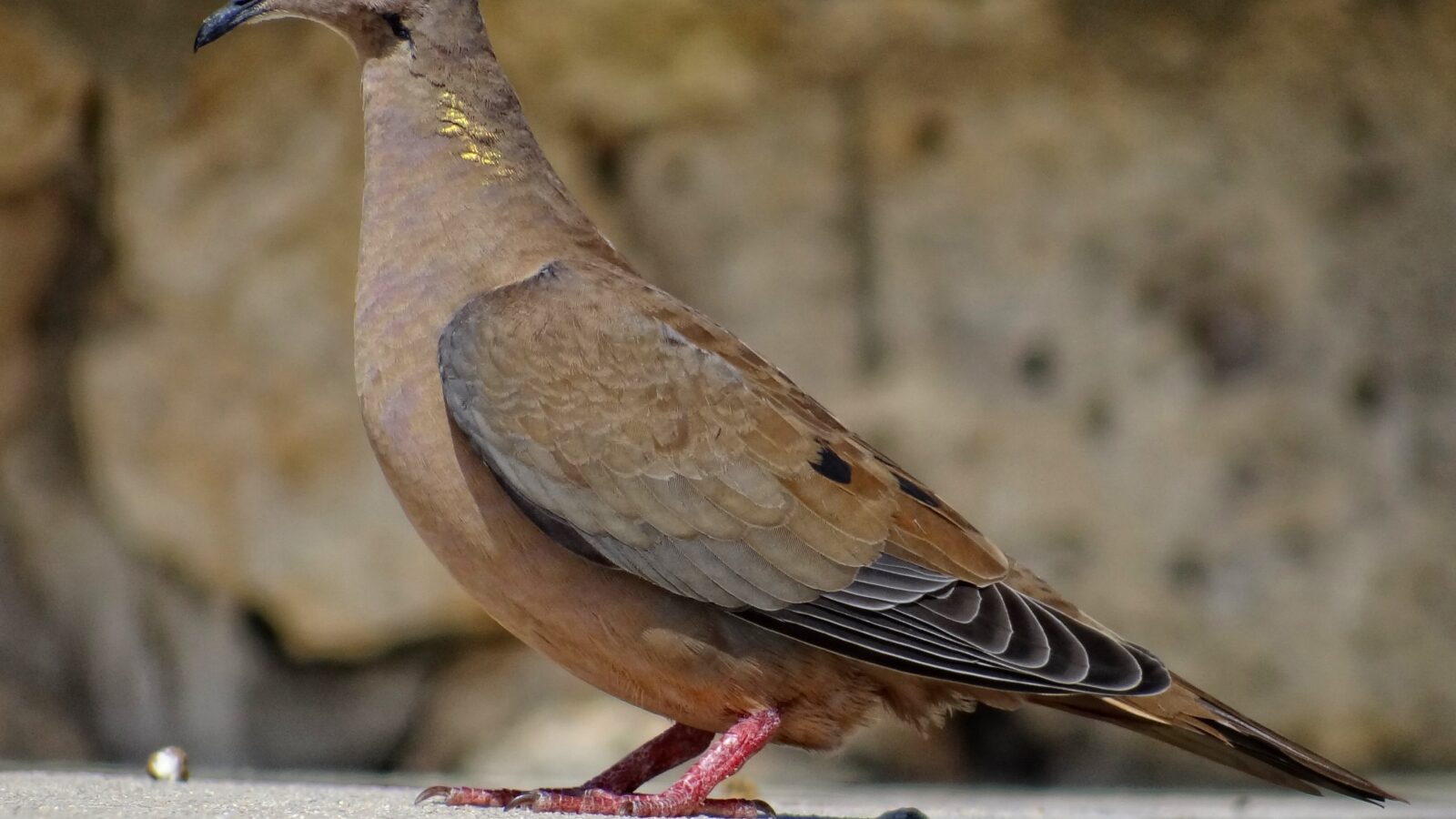 Eared Dove