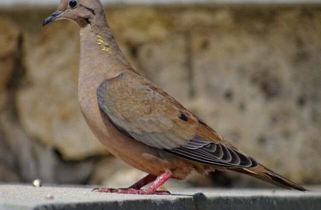Eared Dove