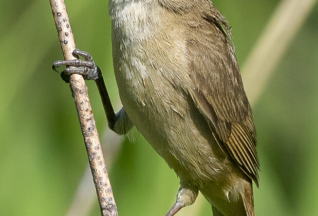 Thick-billed Warbler
