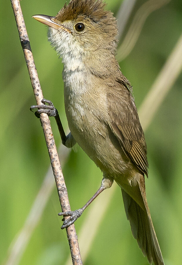 Thick-billed Warbler