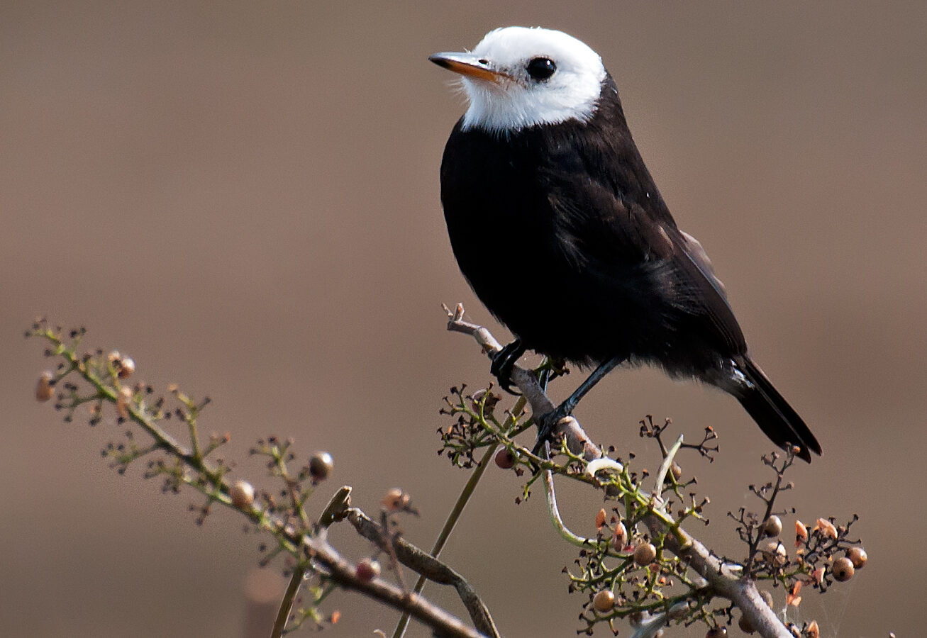 White-headed Marsh Tyrant