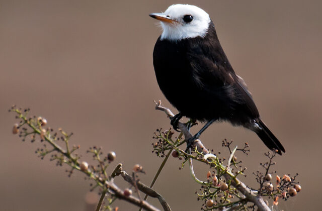 White-headed Marsh Tyrant