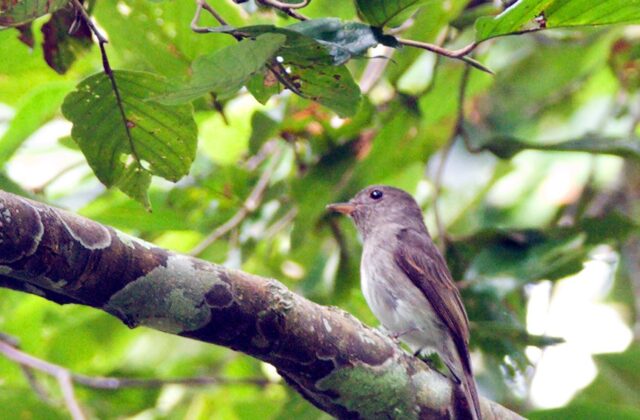 Ashy-breasted Flycatcher
