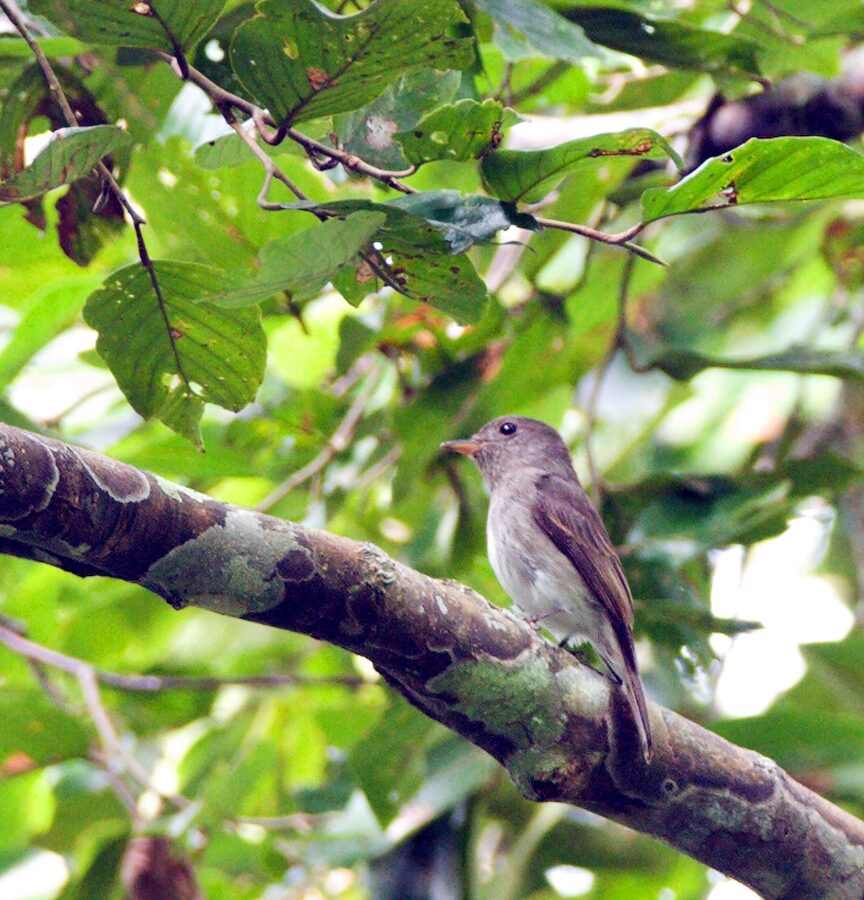 Ashy-breasted Flycatcher