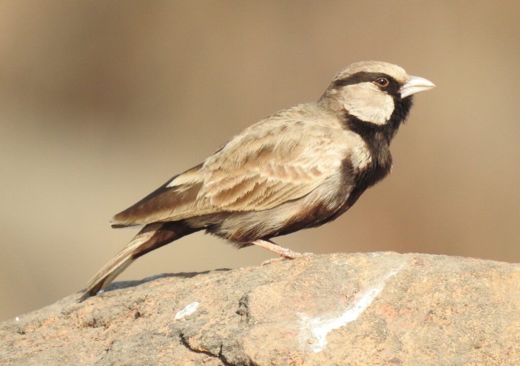Ashy-crowned Sparrow-Lark