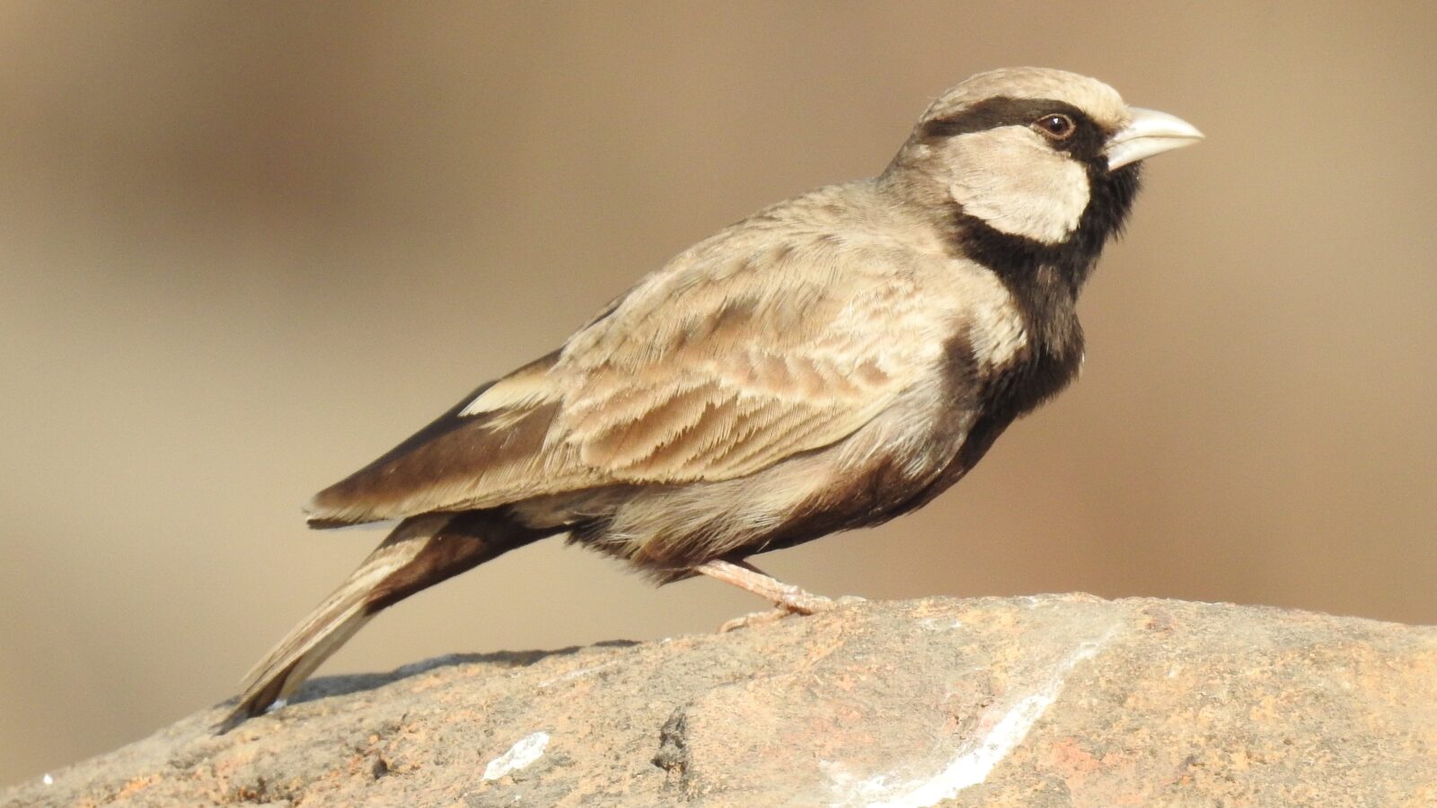 Ashy-crowned Sparrow-Lark