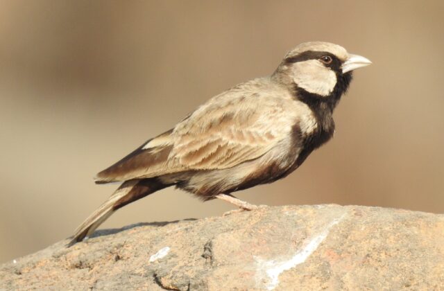 Ashy-crowned Sparrow-Lark