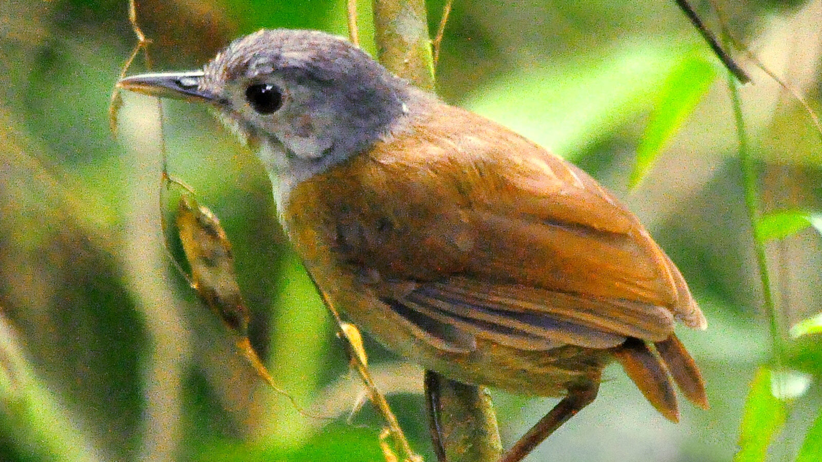 Ashy-headed Babbler