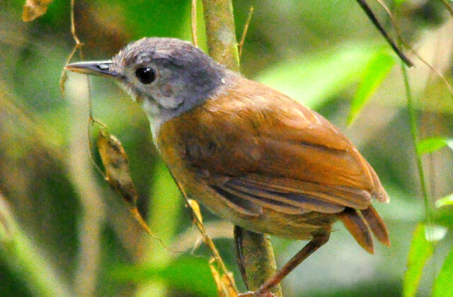 Ashy-headed Babbler