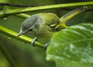 Ashy-headed Tyrannulet
