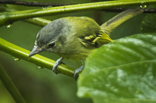 Ashy-headed Tyrannulet