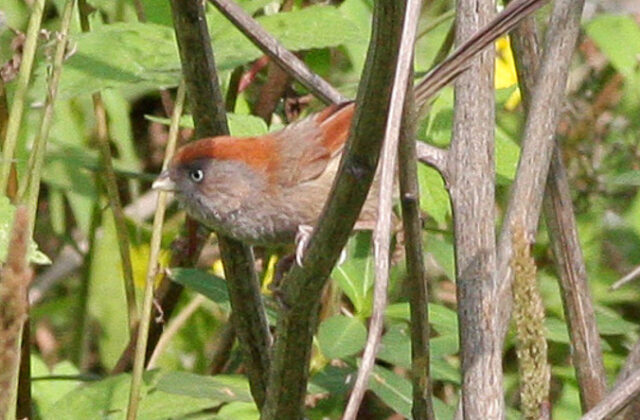 Ashy-throated Parrotbill
