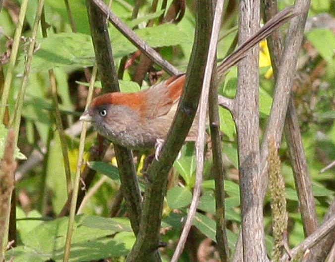 Ashy-throated Parrotbill
