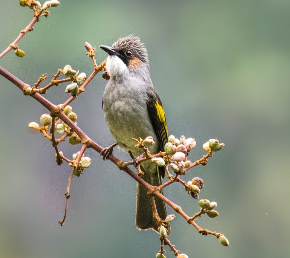 Ashy Bulbul