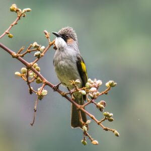 Ashy Bulbul