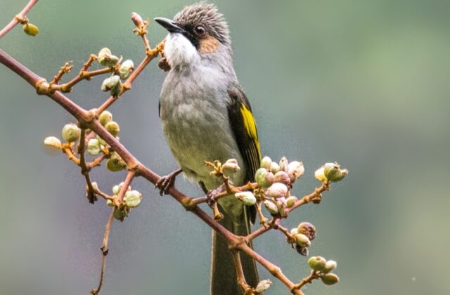 Ashy Bulbul