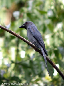 Ashy Drongo