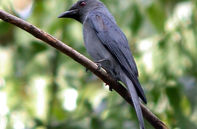 Ashy Drongo