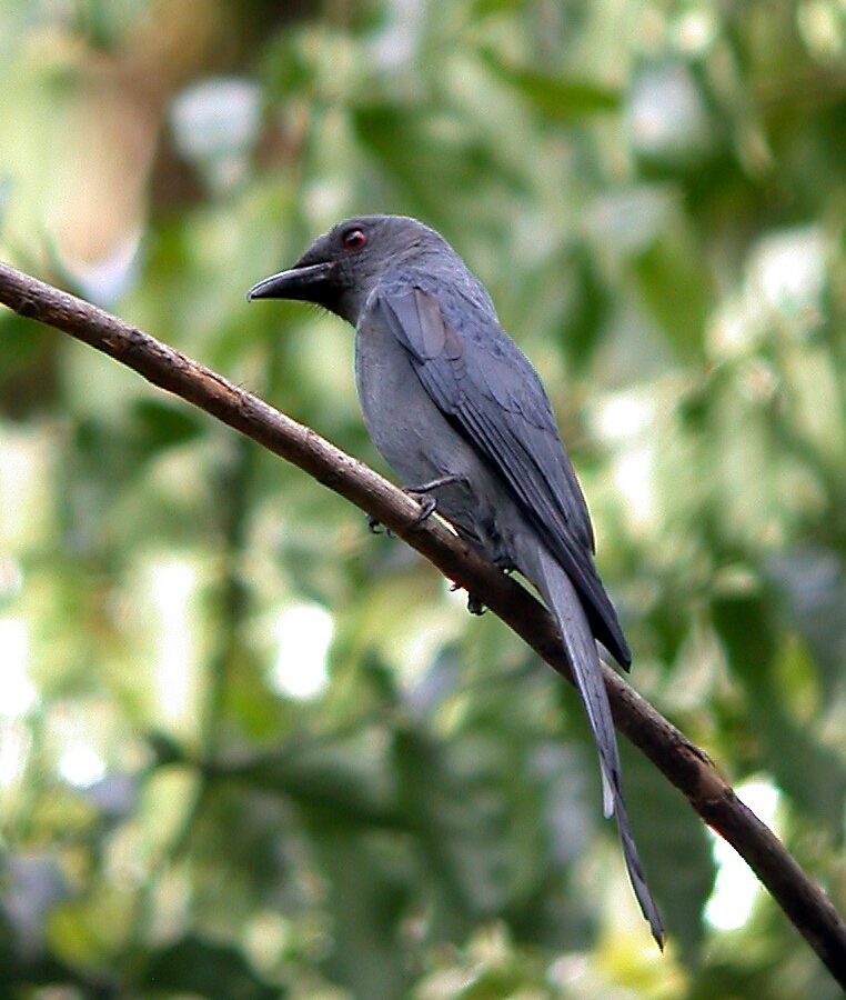 Ashy Drongo