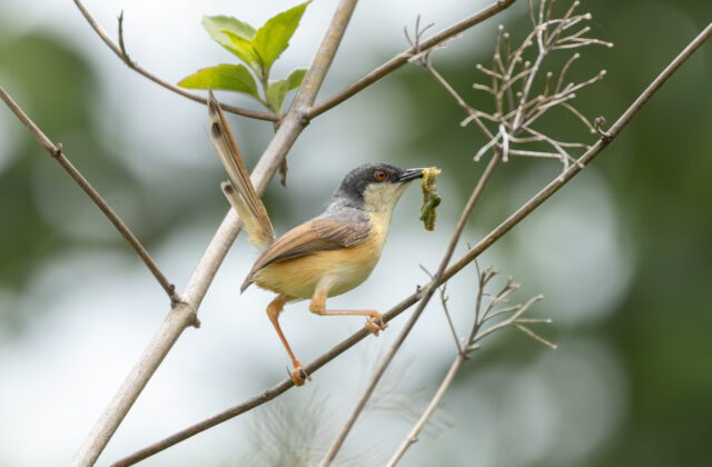Ashy Prinia