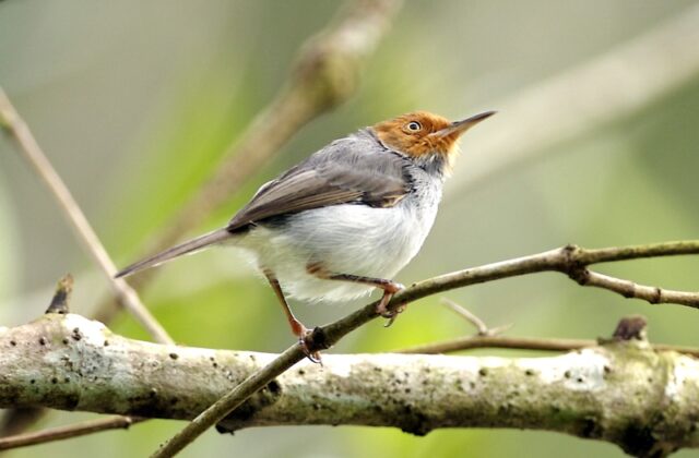 Ashy Tailorbird