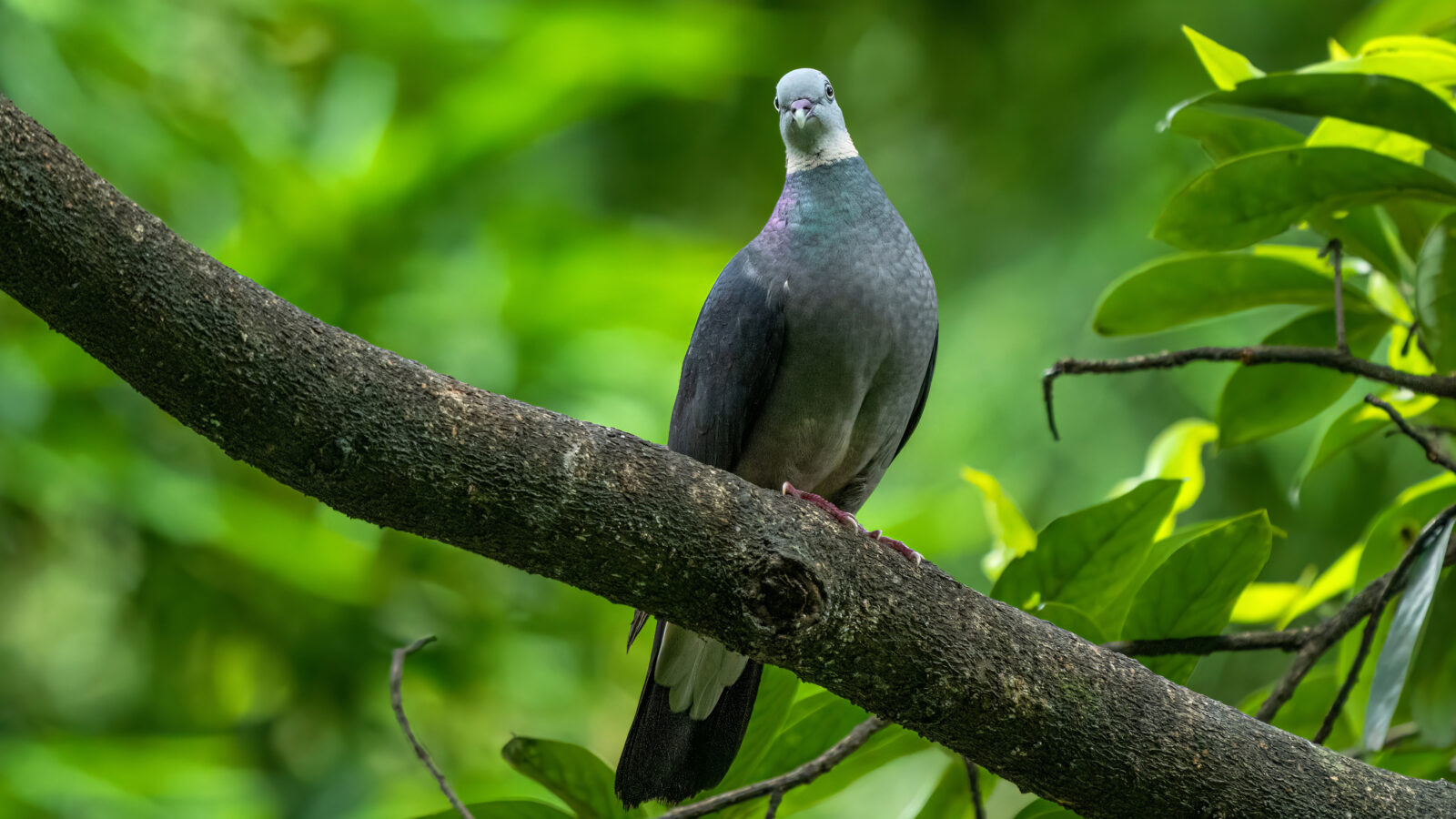 Ashy Wood Pigeon