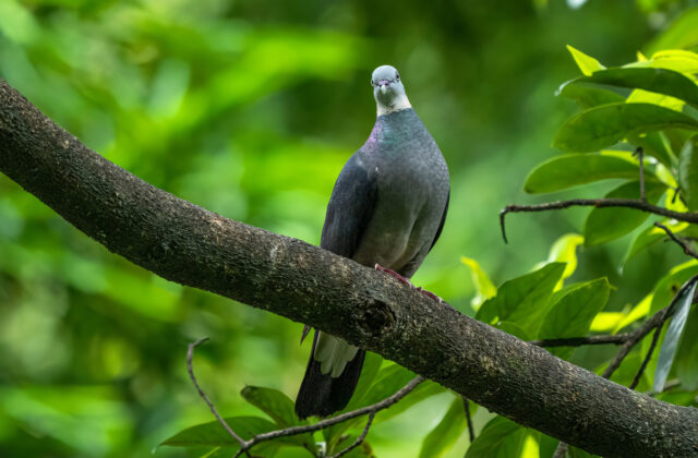 Ashy Wood Pigeon
