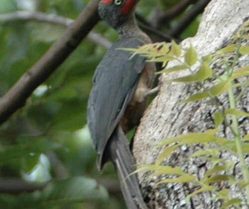 Ashy Woodpecker
