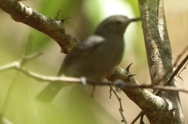 Yungas Antwren