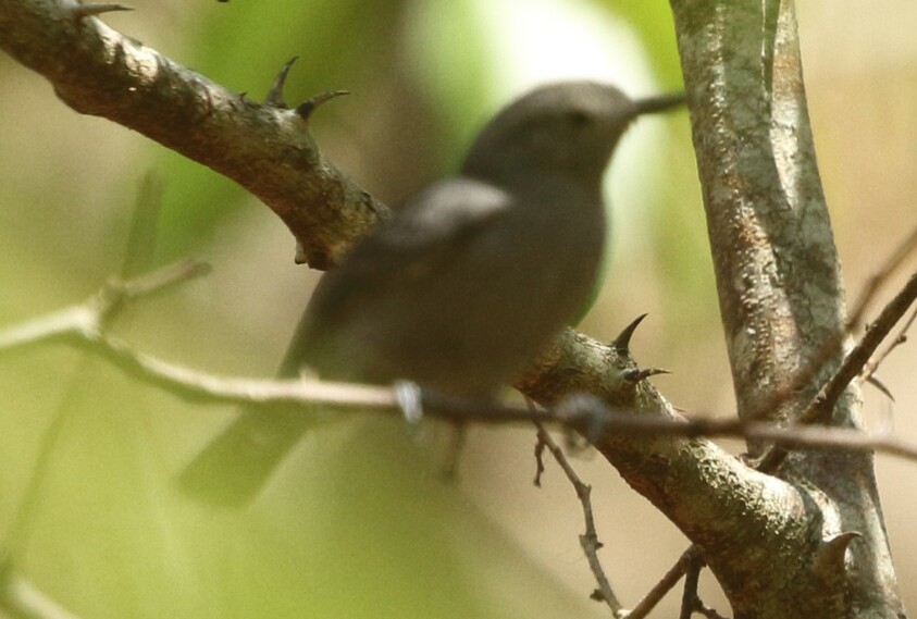 Yungas Antwren