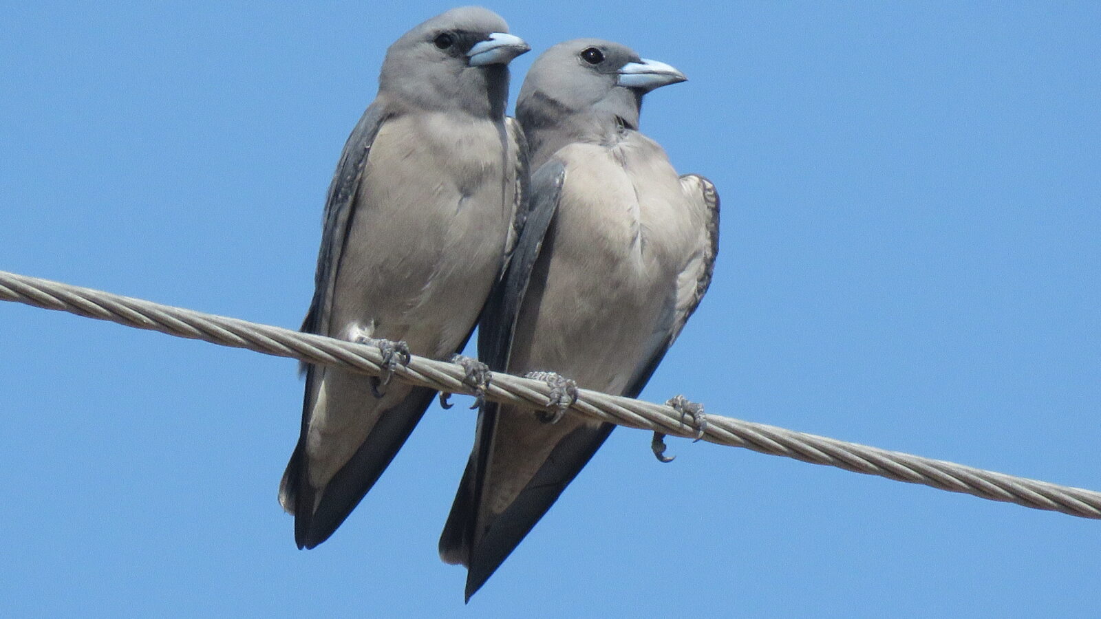 Ashy Woodswallow