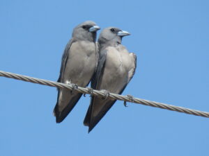 Ashy Woodswallow
