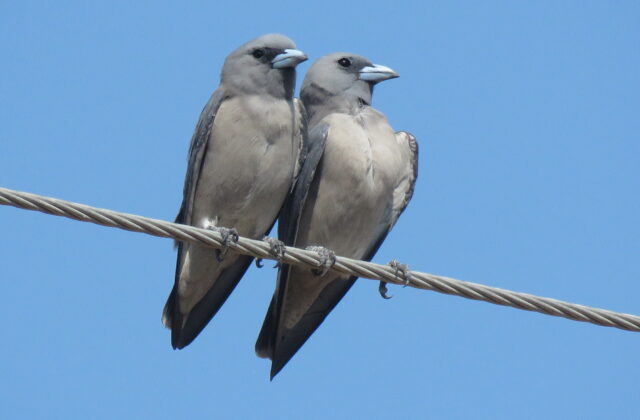 Ashy Woodswallow