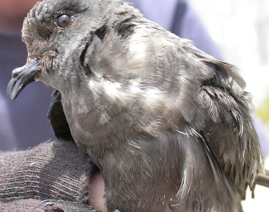 Ashy Storm Petrel