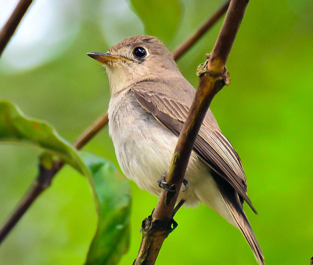 Asian Brown Flycatcher