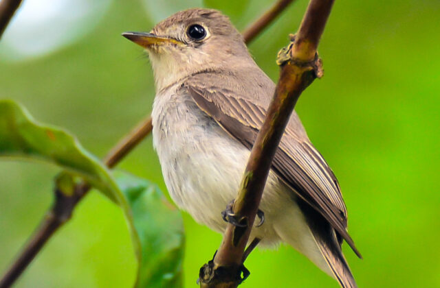 Asian Brown Flycatcher