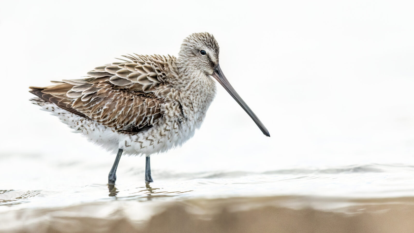 Asian Dowitcher