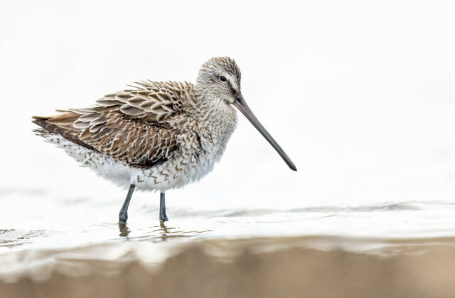Asian Dowitcher
