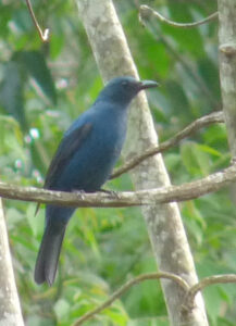 Asian Fairy-bluebird
