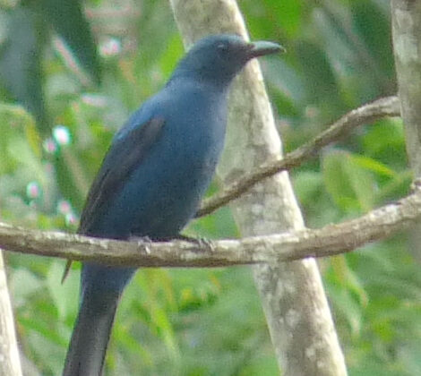 Asian Fairy-bluebird