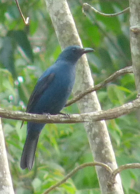 Asian Fairy-bluebird