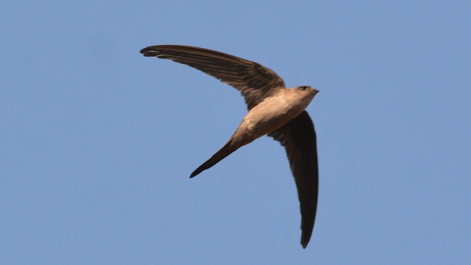 Asian Palm Swift