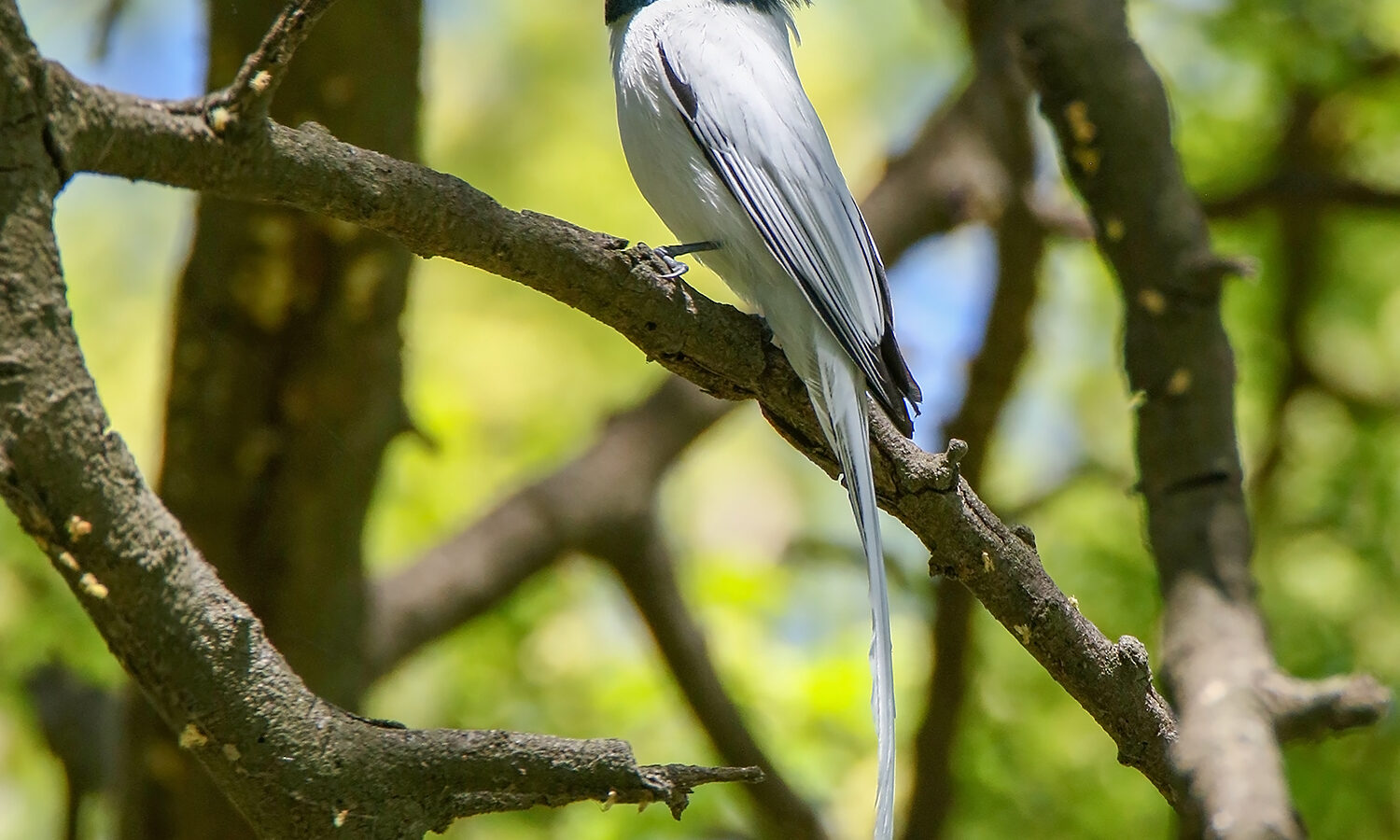 Indian Paradise Flycatcher