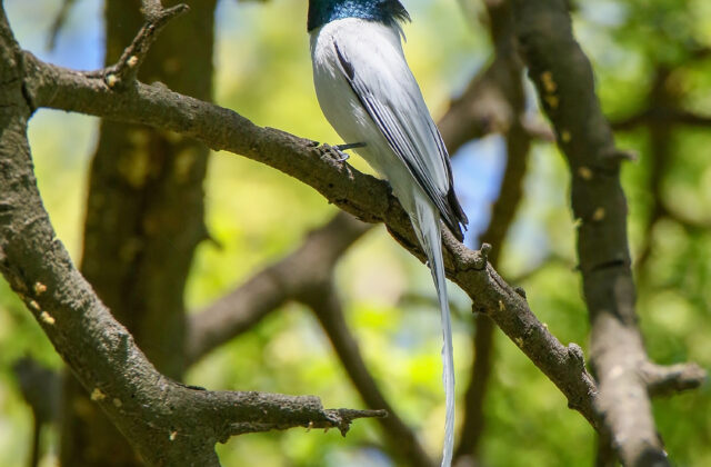 Indian Paradise Flycatcher