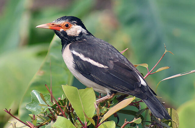 Indian Pied Myna